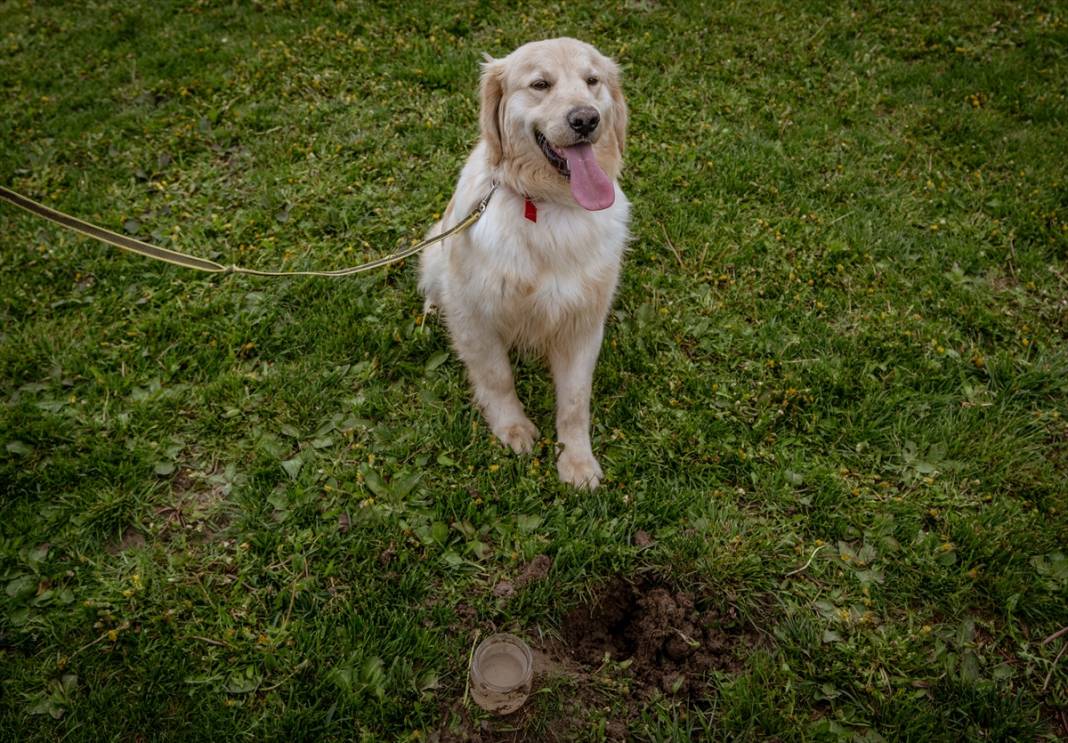 Özel eğitimli köpekler yeraltındaki su kaçaklarını tespit edecek 1